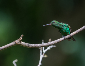 Copper-rumped Hummingbird, Yerette, Trinidad